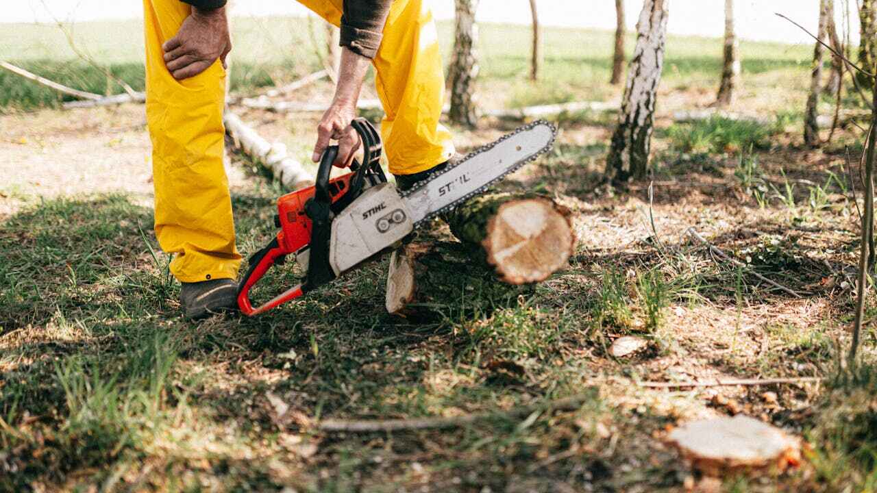 The Steps Involved in Our Tree Care Process in Park City, UT